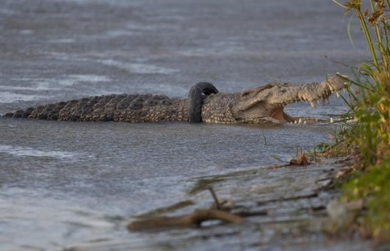 A crocodile with a motorcycle tire stuck around its neck basks on a riverbank in Palu, Central Sulawesi on Jan. 18, 2020. The wild crocodile that has the used tire stuck around its neck for six years has finally been freed by an Indonesian bird catcher in a tireless effort that wildlife conservation officials hailed as a milestone. (AP Photo/Mohammad Taufan)
