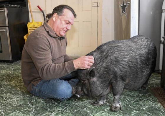 Wyverne Flatt who is fighting to keep his pot-bellied pig Ellie as an emotional support animal poses for a photograph at his home Wednesday, Feb. 2, 2022, in Canajoharie, N.Y. Village officials consider Ellie a farm animal, and not allowed in the village. (AP Photo/Hans Pennink)