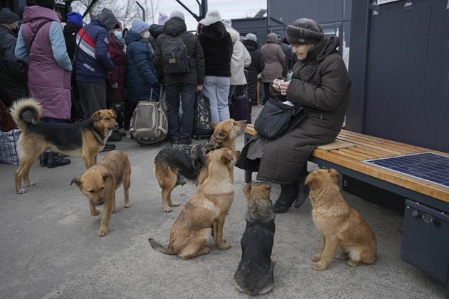 Dogs look at an elderly woman who shared food with them while waiting to cross from Ukrainian government controlled areas to pro-Russian separatists' controlled territory in Stanytsia Luhanska, the only crossing point open daily, in the Luhansk region, eastern Ukraine, Tuesday, Feb. 22, 2022. Russia says its recognition of independence for areas in eastern Ukraine extends to territory currently held by Ukrainian forces. The statement Tuesday further raises the stakes amid Western fears that Moscow could follow up to Monday’s recognition of rebel regions with a full-fledged invasion of Ukraine. (AP Photo/Vadim Ghirda)