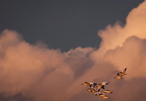 A flock of snow geese fly over Iona Beach Regional Park at sunset, in Richmond, B.C., Thursday, Jan. 20, 2022. In most of Canada, clocks are set to move ahead by one hour on Sunday. THE CANADIAN PRESS/Darryl Dyck