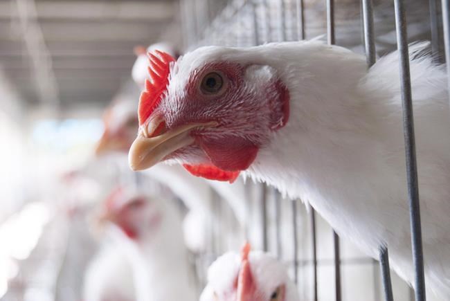Chickens are shown at an egg-laying chicken farm in Amritsar, India on April 17, 2018. The Canadian Food Inspection Agency says bird flu has been found on a third farm in southern Ontario. The agency says the highly pathogenic H5N1 strain of avian flu was found in a poultry flock in Woolwich, Ont. on Wednesday. THE CANADIAN PRESS/ Aleksandra Sagan