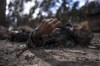 The charred body of a man along with five other people, lie on the ground in Bucha, on the outskirts of Kyiv, Ukraine, Monday, April 4, 2022. Russia is facing a fresh wave of condemnation after evidence emerged of what appeared to be deliberate killings of civilians in Ukraine. (AP Photo/Rodrigo Abd)