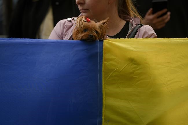 A dog peers over a large Ukrainian flag during a protest against Russia's war in Ukraine, in front of the Russian embassy in Bucharest, Romania, Saturday, April 16, 2022. (AP Photo/Andreea Alexandru)