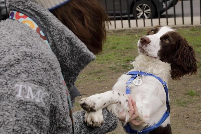 Elizabeth Kelly plays with her English springer spaniel, Louise, at McCarren Park in the Brooklyn borough of New York, on Tuesday, April 26, 2022. Kelly says Louise is