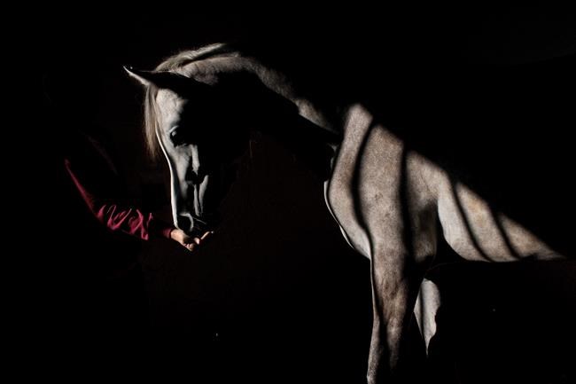 In this Monday, Dec. 7, 2015, photo, a veterinary technician feeds a horse in Rishon Lezion, Israel. THE CANADIAN PRESS/AP Photo/Oded Balilty