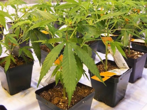Cannabis seedlings at the new Aurora Cannabis facilty Friday, November 24, 2017 in Montreal. THE CANADIAN PRESS/Ryan Remiorz