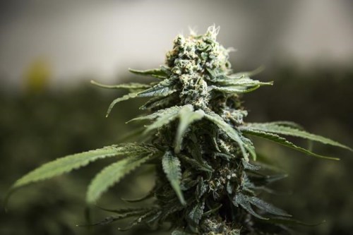 Cannabis plants grow inside a facility in Ontario, Tuesday, April 13, 2021. Alberta’s cannabis regulator sent a warning to pot retailers and suppliers after receiving complaints about agreements requiring marijuana producers to purchase sales data in exchange for shops carrying their products. THE CANADIAN PRESS/Tara Walton