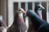 MIKAELA MACKENZIE / WINNIPEG FREE PRESSRacing pigeons at VV Loft in Winnipeg on Saturday, Nov. 20, 2021. For Ben Waldman story.Winnipeg Free Press 2021.