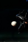 Kansas City Royals catcher Salvador Perez (13) catches a ball during spring training baseball practice Wednesday, Feb. 12, 2020, in Surprise, Ariz. (AP Photo/Charlie Riedel)