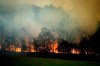 A bushfire burns in Bodalla, New South Wales, Australia, Saturday, Jan. 25, 2020. Wildfires destroyed more than 3,000 homes and razed more than 10.6 million hectares (26 million acres) since September. (AP Photo/Noah Berger)