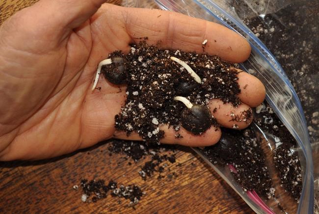 This undated photo shows yellowhorn tree seeds sprouting in New Paltz, NY. With its chilling hours fulfilled in the refrigerator, these seeds feel that winter is over, and have sprouted. (Lee Reich via AP)