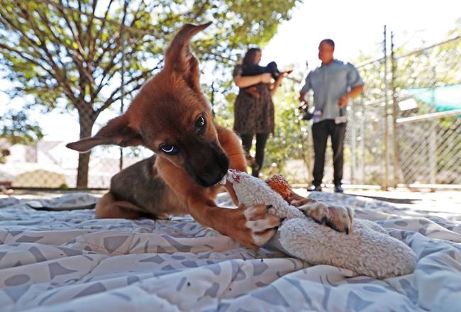 A puppy plays at the Charlottesville-Albemarle SPCA in Charlottesville, Va., on October 12, 2018. In the four years since adopting a Maltese-Westie, Vanessa Cito estimates that her rescue dog has cost her easily over $10,000.The 31-year-old digital strategist from Vancouver includes in that calculation both initial costs — such as licensing and adoption fees, and a crate, leash, and dog bowl — and ongoing ones such as vet bills, food, and care while she's away. THE CANADIAN PRESS/AP, The Daily Progress - Zack Wajsgras **MANDATORY CREDIT**