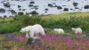 A female polar bear leads her two cubs through a patch of colourful fireweed in a handout photo. During summer, with no sea-ice to hunt on, polar bears in this area are restricted to the shores of Hudson Bay in Canada. THE CANADIAN PRESS/HO-BBC Earth MANDATORY CREDIT