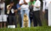 Health Canada is moving forward with a ban on the use of the deadly pesticide strychnine to kill gophers. A Richardson's ground squirrel takes in the golf action at a golf course in Banff, Alta., July 25, 2011. THE CANADIAN PRESS/Jeff McIntosh