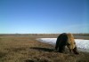 A Grizzly bear is seen in a field, captured by a remote camera in Wapusk National Park, Man., in a 2017 handout photo. Wapusk is one of many areas where researcher Douglas Clark says the bears are expanding their range in Canada. THE CANADIAN PRESS/HO-University of Saskatchewan, *MANDATORY CREDIT*