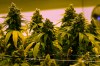 CP
Some city councillors want people who grow medical marijuana for other people to pay for a business licence. (Steve Helber / The Associated Press files)
