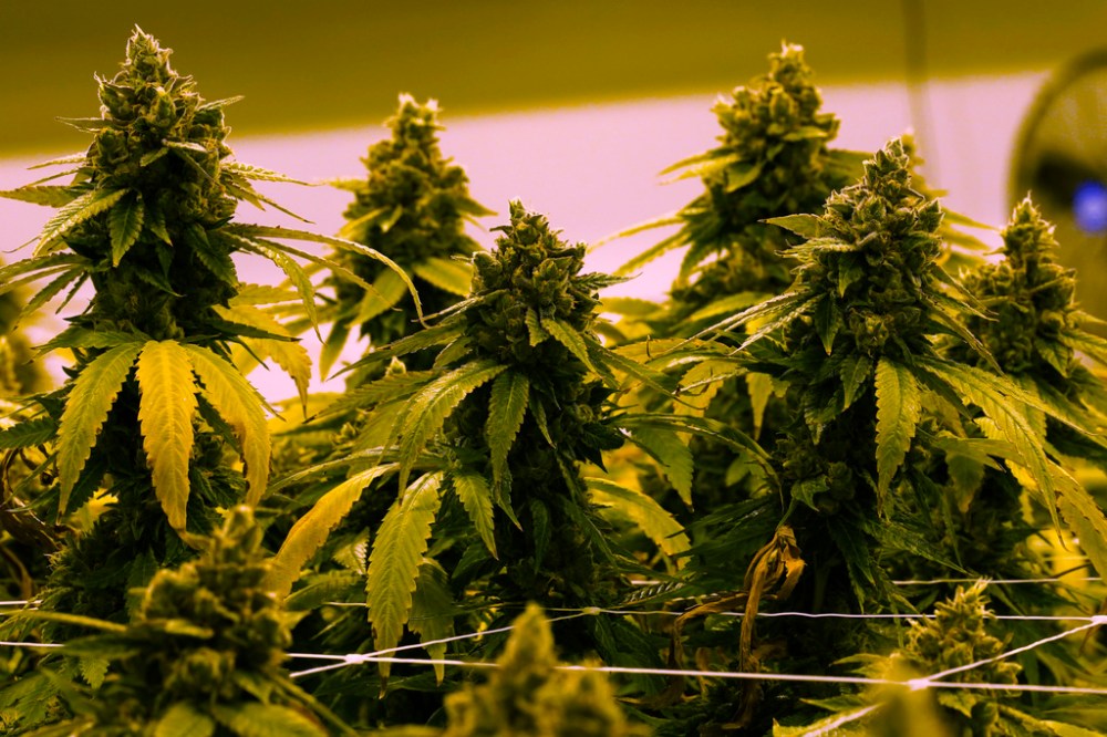 CP
Some city councillors want people who grow medical marijuana for other people to pay for a business licence. (Steve Helber / The Associated Press files)