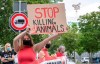 Animal rights activists protest in front of the Toennies meatpacking plant and slaughterhouse in Rheda-Wiedenbrueck, Germany, Saturday, June 20, 2020. Hundreds of new coronavirus cases are linked to the large meatpacking plant, officials ordered the closure of the slaughterhouse, as well as isolation and tests for everyone else who had worked at the Toennies site — putting about 7,000 people under quarantiner. (Friso Gentsch/dpa via AP)
