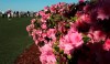 A patron takes photos of blooming azaleas by the practice green and first fairway during a practice round for the Masters golf tournament at Augusta National Golf Club, Monday, April 5, 2021, in Augusta, Ga. (Curtis Compton/Atlanta Journal-Constitution via AP)