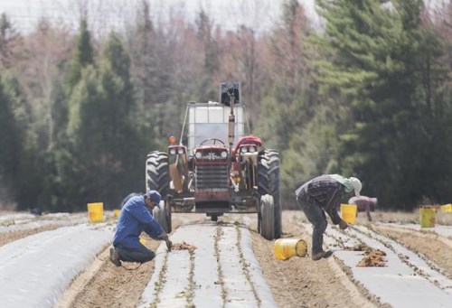 Temporary foreign workers from Mexico plant strawberries on a farm in Mirabel, Que., on May 6, 2020, as the COVID-19 pandemic continues in Canada and around the world. The government of Mexico won't send any more temporary foreign workers to Canada until it has more clarity on why two died due to COVID-19. The Mexican ambassador to Canada says his government wants to know more about the circumstances around the death of the two men and what's being done to prevent similar tragic outcomes. THE CANADIAN PRESS/Graham Hughes