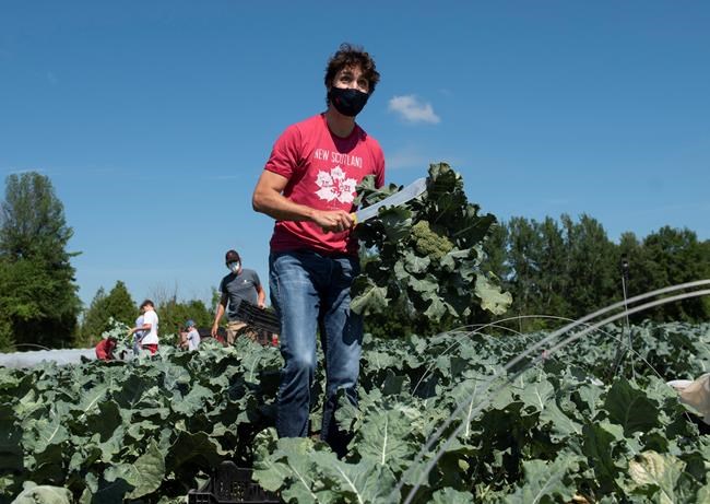 Prime Minister Justin Trudeau looks up as he harvests broccoli at the Ottawa Food Bank Farm in Ottawa with his family, on Canada Day, Wednesday, July 1, 2020. The federal Conservatives are asking Canada's procurement watchdog to investigate the circumstances around several sole-sourced contracts between the Liberal government and WE Charity.THE CANADIAN PRESS/Justin Tang