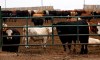 Cattle look out form a feedlot in Brooks, Alta., Wednesday, Oct. 10, 2012. Canadian livestock producers are suffering after COVID-19 outbreaks led to a series of closures and slowdowns at meat processing plants across the country. THE CANADIAN PRESS/Jeff McIntosh