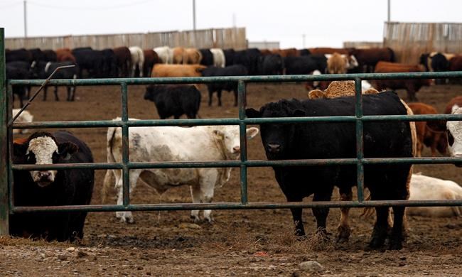 Cattle look out form a feedlot in Brooks, Alta., Wednesday, Oct. 10, 2012. Canadian livestock producers are suffering after COVID-19 outbreaks led to a series of closures and slowdowns at meat processing plants across the country. THE CANADIAN PRESS/Jeff McIntosh
