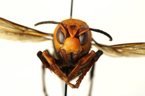 A dead Asian giant hornet or 