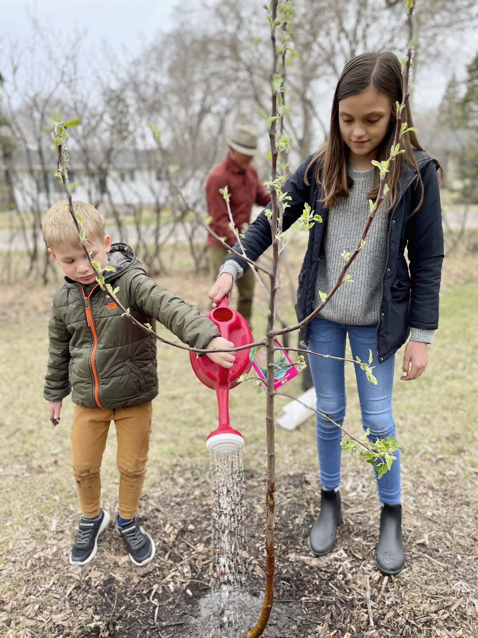 Tree planting efforts slow to branch out Winnipeg Free Press