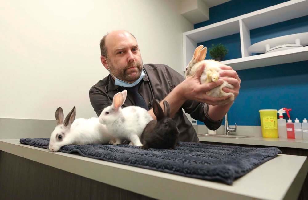 RUTH BONNEVILLE / WINNIPEG FREE PRESS
Dr. Watson urged the city to revamp its responsible pet ownership bylaw to add new rules for pet breeders