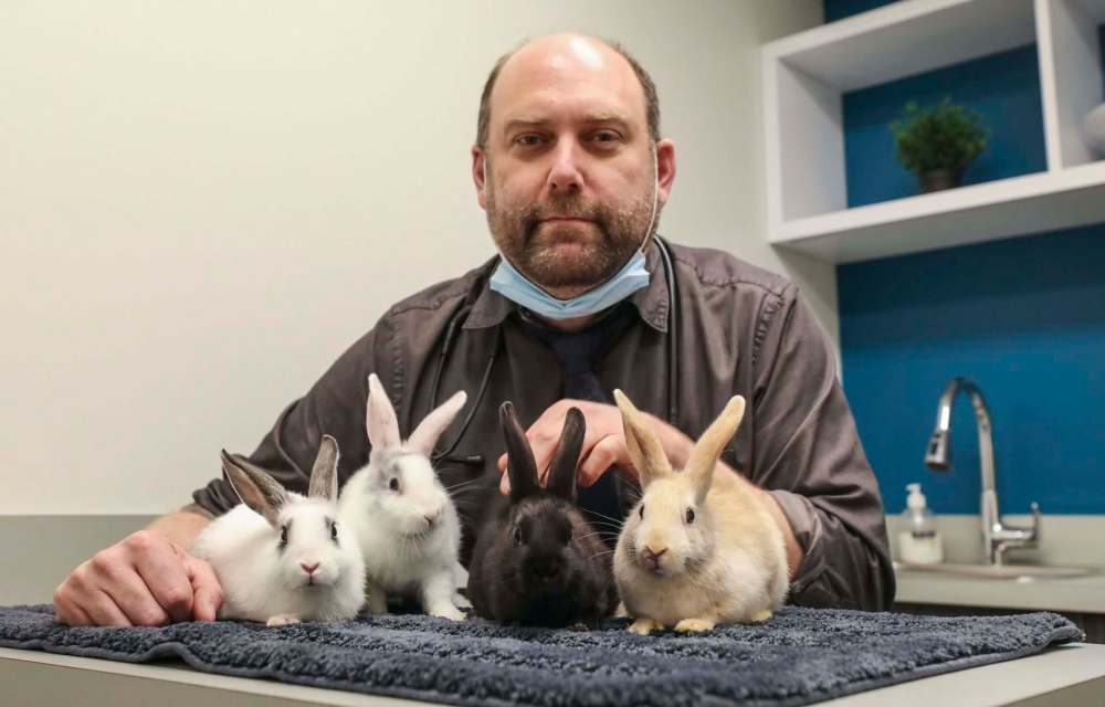 RUTH BONNEVILLE / WINNIPEG FREE PRESS
Dr. Jonas Watson with four rabbits at Grant Park Animal Hospital. The clinic helped intervene in a large rabbit seizure recently.