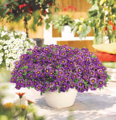 The Home Depot Canada
Introducing Sunny Daze Calibrachoa, The Home Depot Canada&rsquo;s Plant of the Year for 2021.