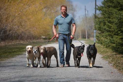 MIKE DEAL / WINNIPEG FREE PRESS
Yury Harczan has been training service dogs for MSAR Service Dogs since 2015 and has worked with more than 2,000 domestic dogs.