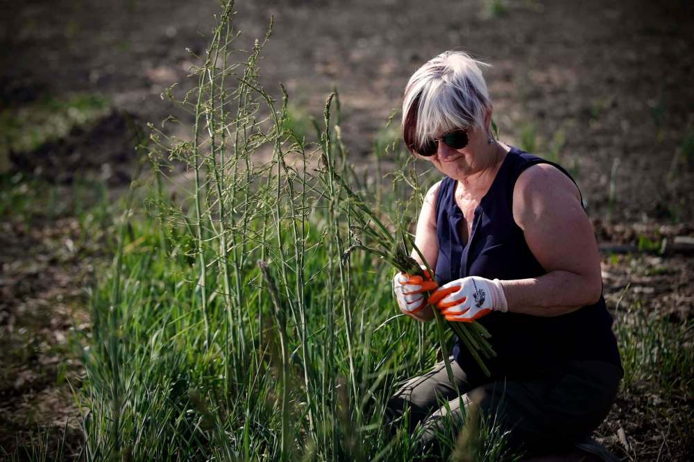 JOHN WOODS / WINNIPEG FREE PRESS
Ediger has had a plot for more than 25 years at the Riverview Garden Society’s space between the Riverview Health Centre and the Red River shore.