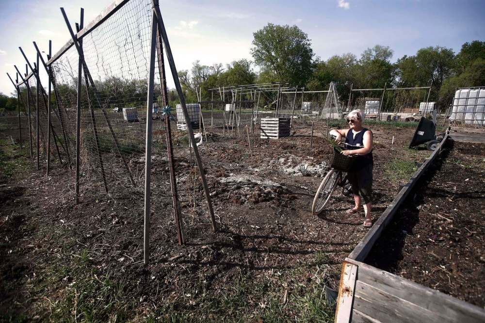 JOHN WOODS / WINNIPEG FREE PRESS
Ediger says meeting with fellow green thumbs and being outdoors keeps her coming back every spring to her Riverview Garden Society plot.