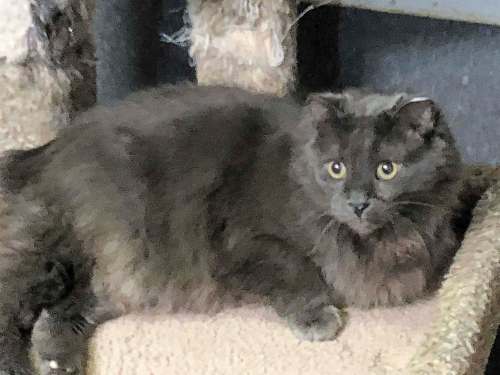 Supplied
Spicy kitty Smokey Joe available for adoption through Craig Street Cats.