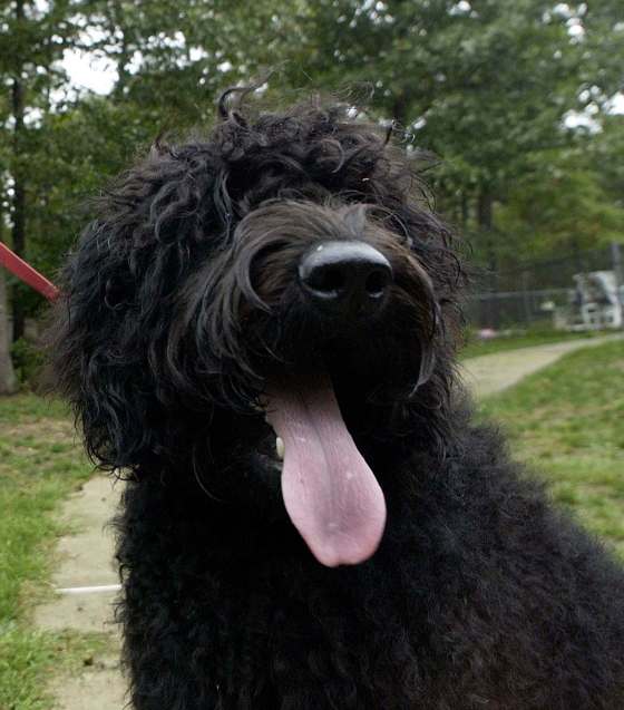 Mary Godleski / The Associated Press FilesA recent survey by canine-friendly website rover.com showed nearly half (44 per cent) of Canadian pet parents opted for a poodle mix, like a Labradoodle.