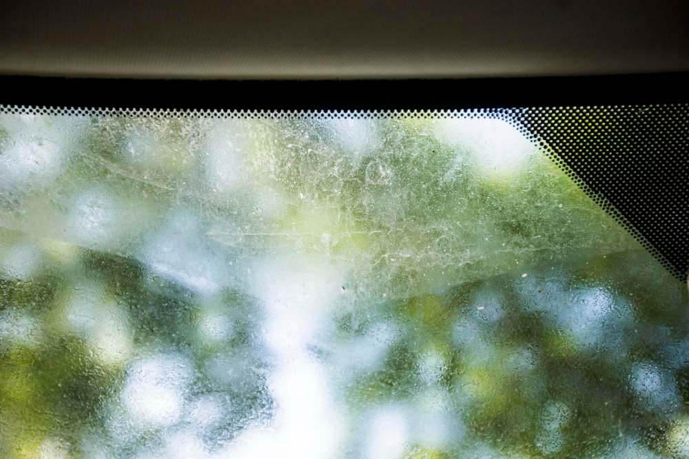 MIKAELA MACKENZIE / WINNIPEG FREE PRESS
Aphid 'honeydew