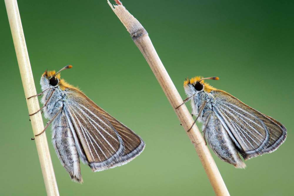 SUPPLIED
The Poweshiek skipperling’s is one of the world’s most endangered butterflies,