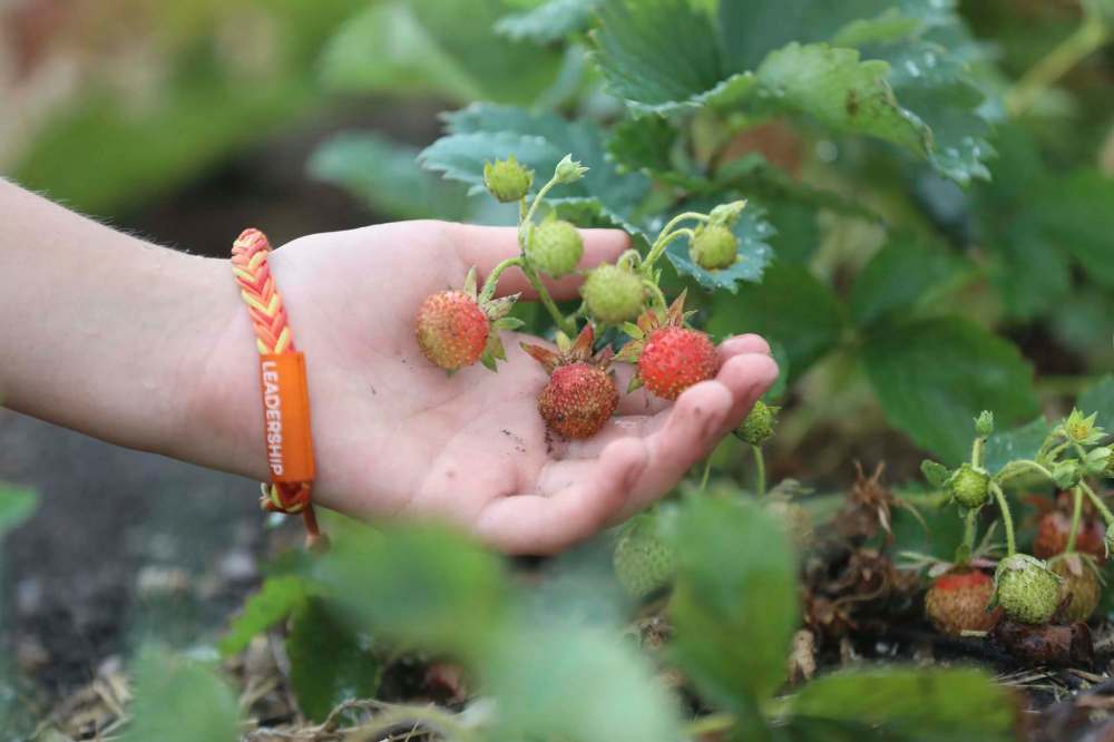 RUTH BONNEVILLE / WINNIPEG FREE PRESS
Boonstra Farms, located outside Stonewall, has underground irrigation for its plants, but without the rain, the crops aren’t able to reach their full potential, co-owner Carl Boonstra explained.
