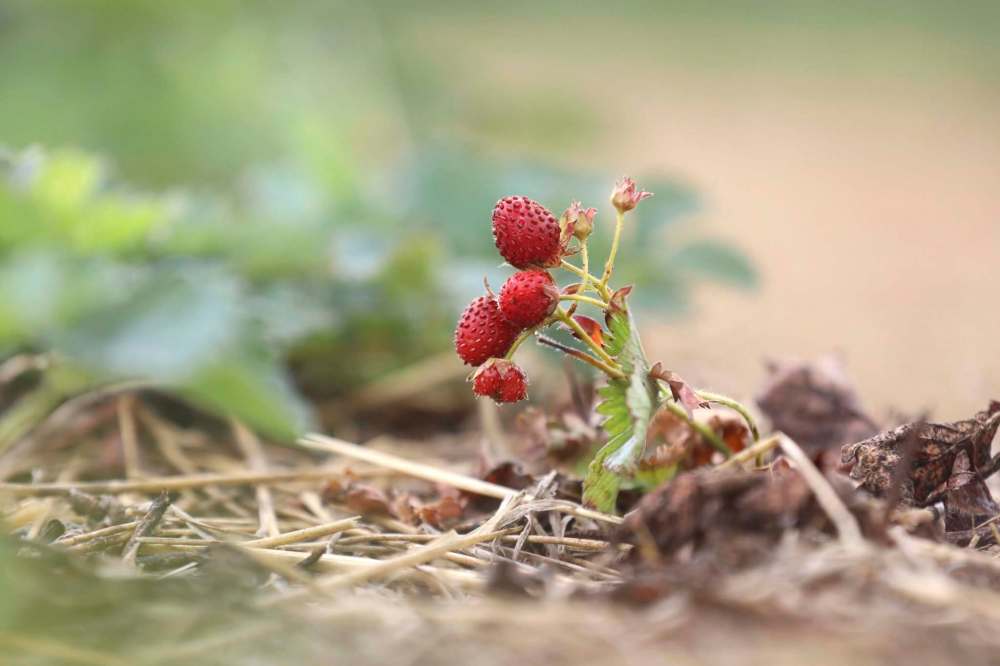 RUTH BONNEVILLE / WINNIPEG FREE PRESS
Boonstra Farms is still welcoming guests to pick their own strawberries, but compared to past years, the crop has been depleted
