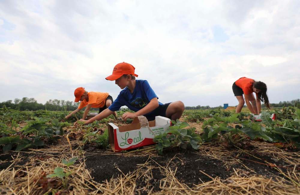 RUTH BONNEVILLE / WINNIPEG FREE PRESS
From left, Emma, Max and Izzy Boonstra pick berries on their family farm Monday.