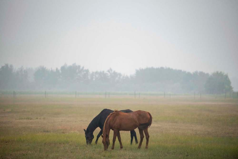 Alex Lupul / Winnipeg Free Press
Horses can be seen within the haze of smoke created by wildfires burning elsewhere in the province.