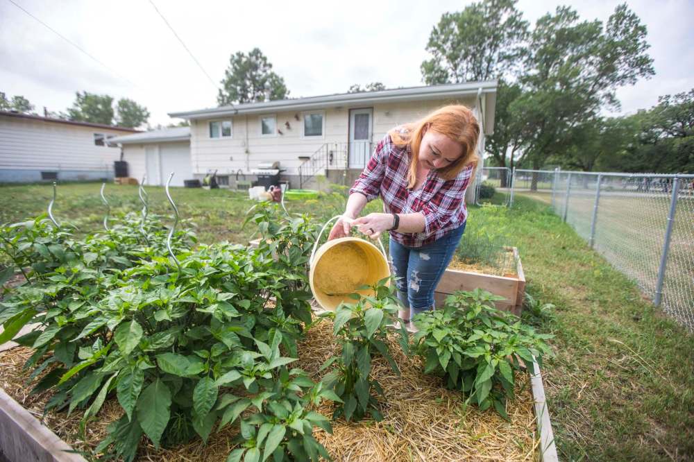 MIKAELA MACKENZIE / WINNIPEG FREE PRESS
Morden resident Theresa Dueck uses buckets to water garden boxes in her yard.