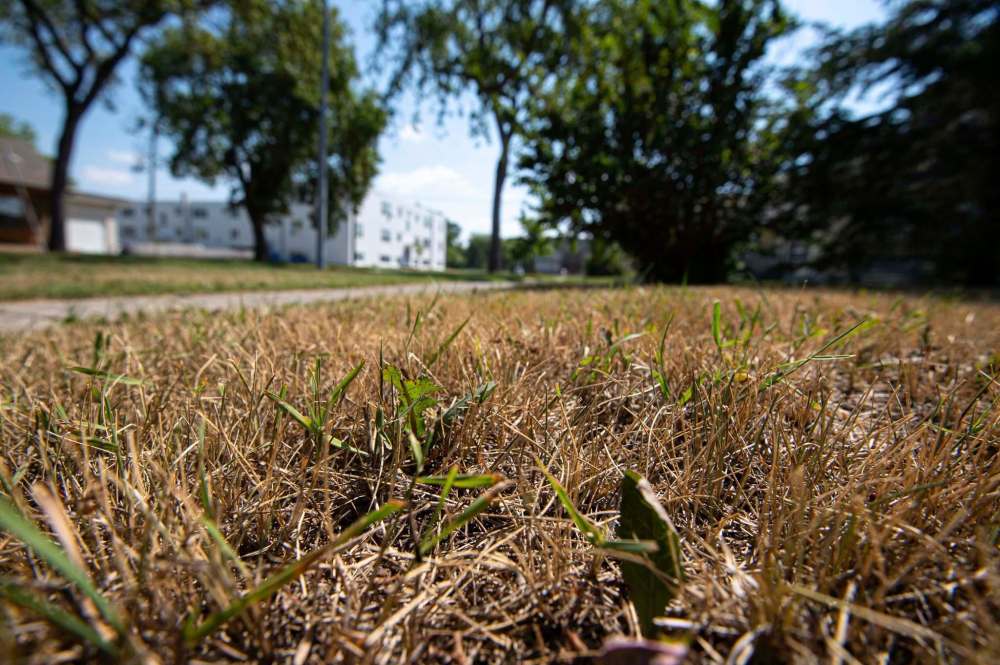 The warm, dry summer weather this year has been causing all kinds of environmental detriments all over the province with issues varying in severity from dry grass, to major forest fires. (Mike Sudoma / Winnipeg Free Press)