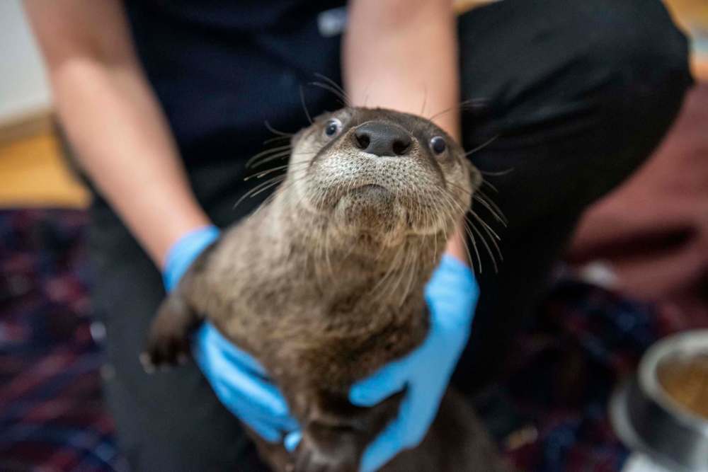 The otter had been orphaned and improperly fed by humans. (Alex Lupul / Winnipeg Free Press)