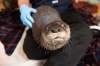 Angie Furniss, rehabilitation manager at Wildlife Haven, with a North American river otter at the Ile-des-Chenes facility. (Alex Lupul / Winnipeg Free Press)