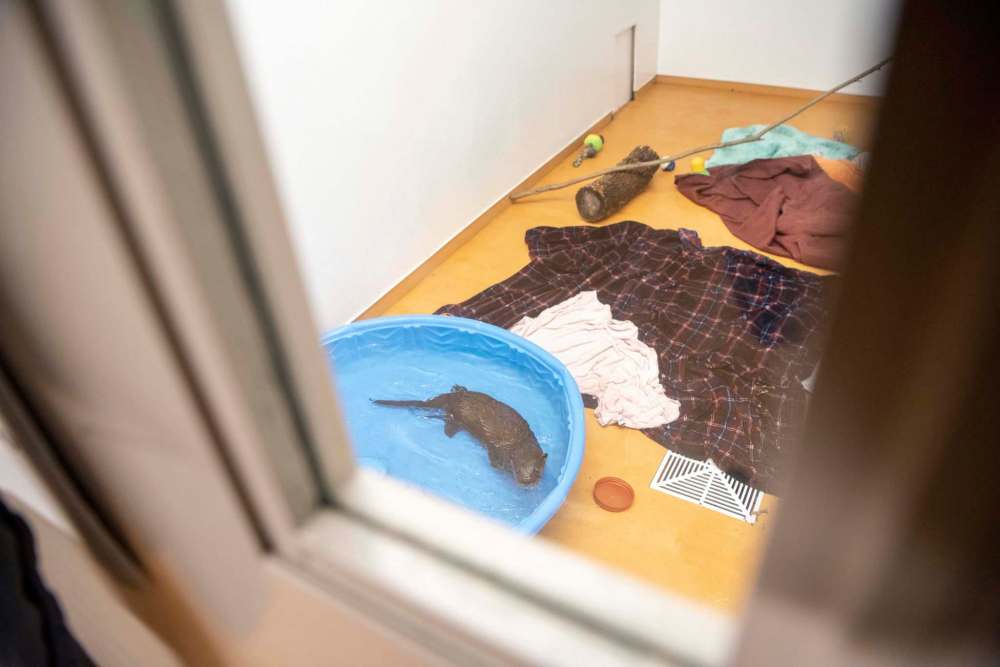 After a check up, the otter goes for a swim at the Wildlife Haven. (Alex Lupul / Winnipeg Free Press)