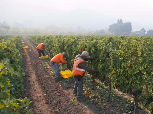 Rich Pedroncelli / The Associated Press files
Grapes are harvested from a vineyard as smoke from a massive wildlife fills the air near Oakville, Calif .