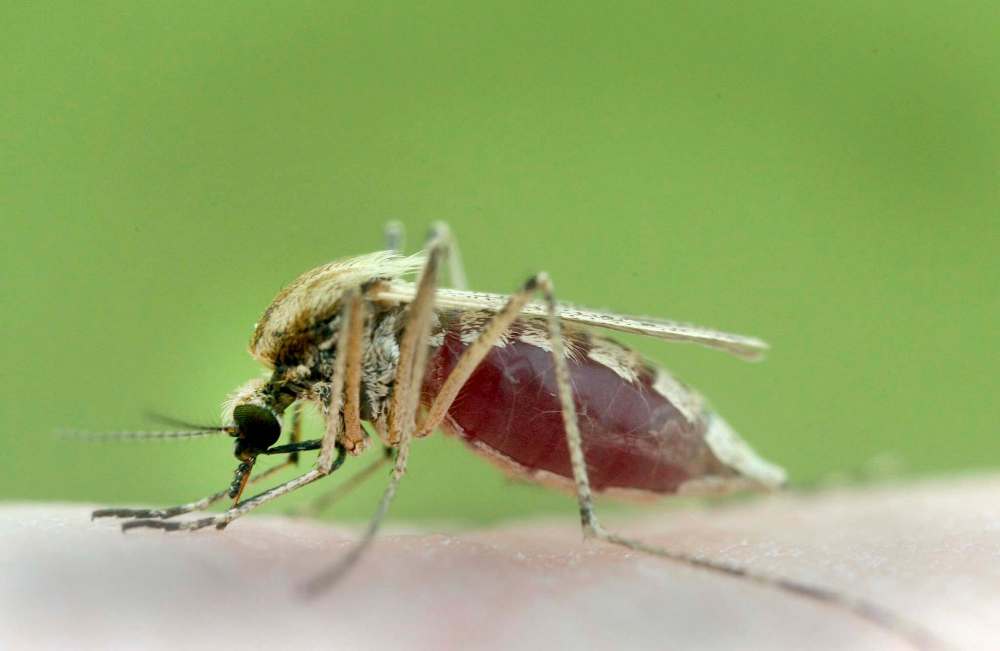 Province OKs mosquitocontrol fogging for Portage, Ste. Anne Winnipeg